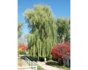 WISCONSIN WEEPING WILLOW ©photo David Spahn