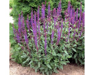 Photo Courtesy of Walter's Gardens Inc.