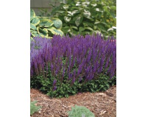 Photo Courtesy of Ball Horticultural Company