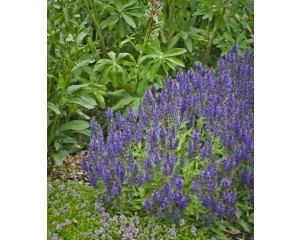 Photo Courtesy of Ball Horticultural Company