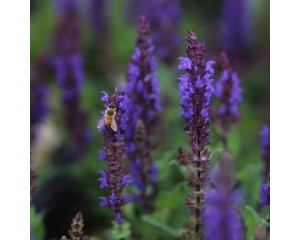 Salvia, Midnight Purple (Meadow Sage)