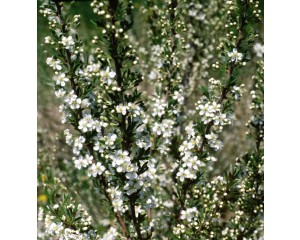 Photo Courtesy of Bailey Nurseries Inc.
