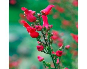 Image Courtesy Plant Select