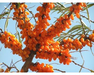 Sea Buckthorn 