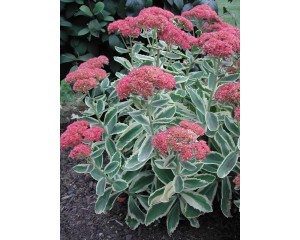 Photo Courtesy of Bailey Nurseries Inc.