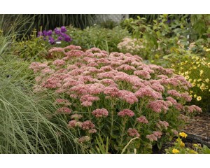 Photo Courtesy of Ball Horticultural Company