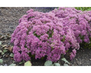 Photo Courtesy of Ball Horticultural Company