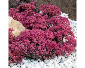 Photo Courtesy of Chris Hansen - Garden Solutions, LLC