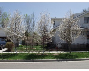 ROBIN HILL SERVICEBERRY ©photo by ArborTanics inc.