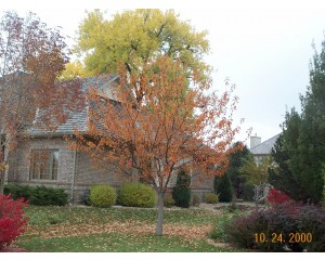 photo by ArborTanics inc.