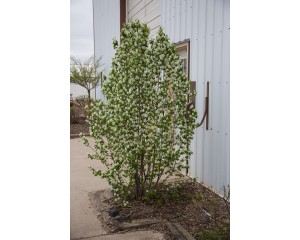 Photo Courtesy of Bailey Nurseries Inc.