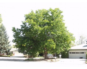 Shademaster Honeylocust ©photo ArborTanics Inc.