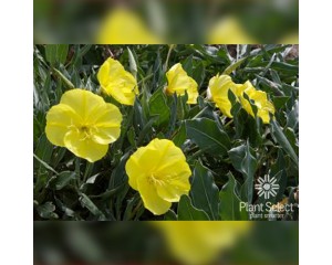Image Courtesy Plant Select