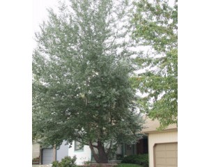 SILVER COTTONWOOD ©photo ArborTanics Inc.