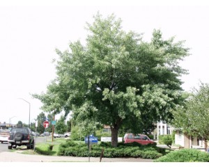 Silver Maple ©photo ArborTanics Inc.