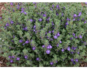 Photo Courtesy of Plant Select®