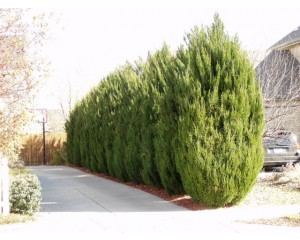 Spartan Juniper ©photo ArborTanics Inc.