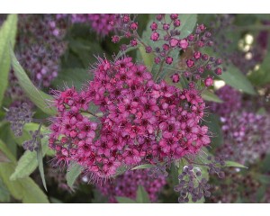 Photo Courtesy of Bailey Nurseries Inc.