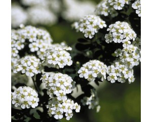 Photo Courtesy of Bailey Nurseries Inc.