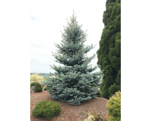 Spruce, Colorado Bonny Blue