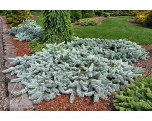 Photo Courtesy of Iseli Nursery