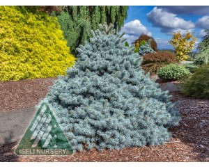 Image Courtesy of Iseli Nursery