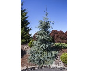 Photo Courtesy of Iseli Nursery