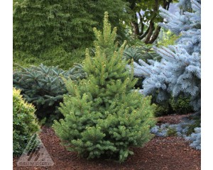 Photo Courtesy of Iseli Nursery