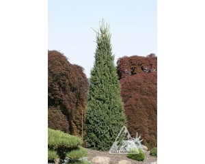 Photo Courtesy of Iseli Nursery