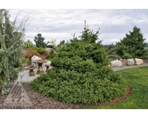 Photo Courtesy of Iseli Nursery 