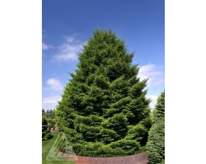 Photo Courtesy of Iseli Nursery 