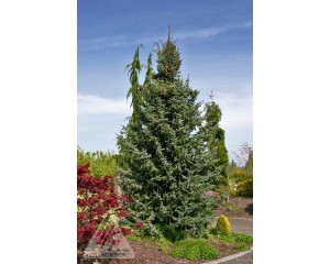 Photo Courtesy of Iseli Nursery