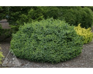 Photo Courtesy of Iseli Nursery