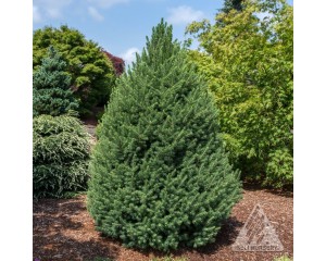 Photo Courtesy of Iseli Nursery