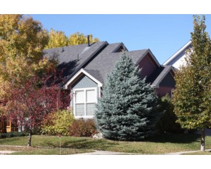 SELECT BLUE SPRUCE ©photo ArborTanics Inc.