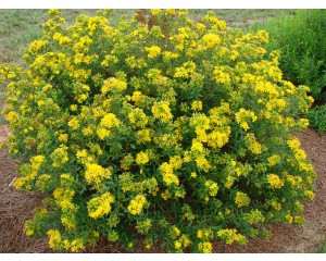 Photo Courtesy of Bailey Nurseries Inc.