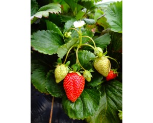 Strawberry-Generic