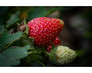 Strawberry - Generic