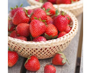Photo Courtesy of Ball Horticultural Company
