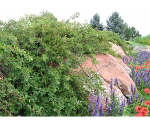 Photo Courtesy of Plant Select©