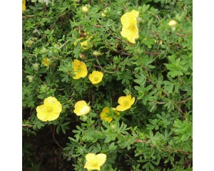 Sunset Potentilla...©photo ArborTanics Inc.