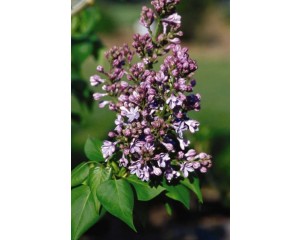 Lilac, Wonderblue