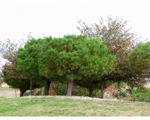 Tanyosho Pine