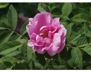 Thérèse Bugnet Rose...©photo ArborTanics Inc