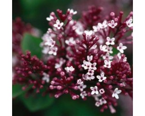 Lilac, Tinkerbelle 