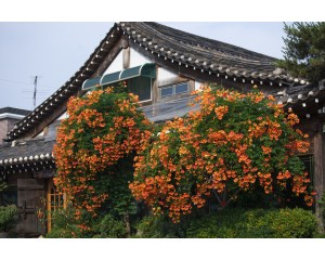 Trumpet Vine, Indian Summer - TheTreeFarm.com