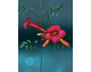 Trumpet Vine, Minnesota Red