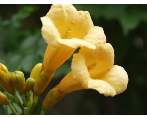 Yellow Trumpet Vine...©photo ArborTanics Inc.