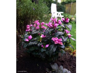 Photo Courtesy of Concept Plants