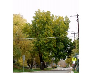 Valley Forge American Elm ©photo ArborTanics Inc.